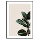 Poster Gallerix Rubber Plant Natural