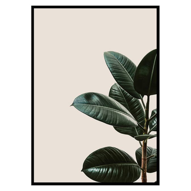 Poster Gallerix Rubber Plant Natural