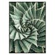 Poster Gallerix Agave Close Up No2