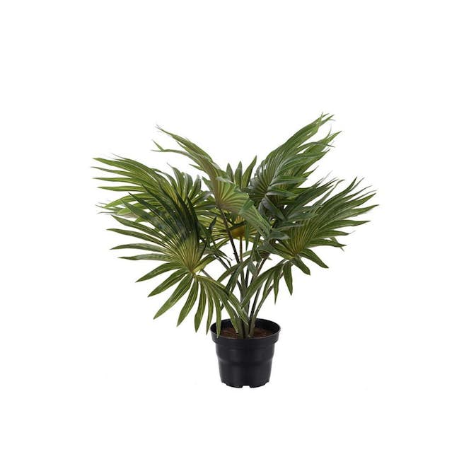 Konstväxt Fröken Fräken Palm Grön Flikig
