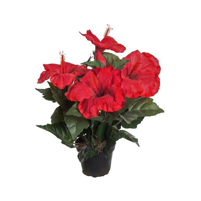 Konstväxt Fröken Fräken Hibiscus
