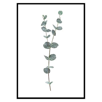 Poster Gallerix Eucalyptus No2