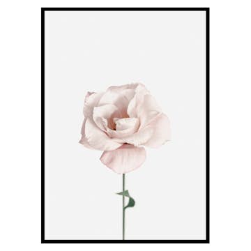 Poster Gallerix Pink Rose No1
