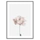 Poster Gallerix Pink Rose No2
