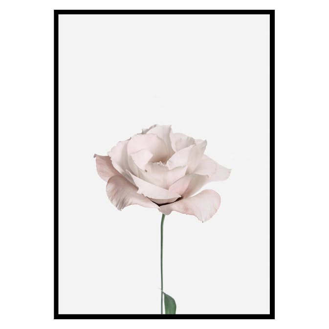 Poster Gallerix Pink Rose No2