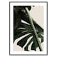 Poster Gallerix Monstera One