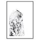 Poster Gallerix Snow Owl