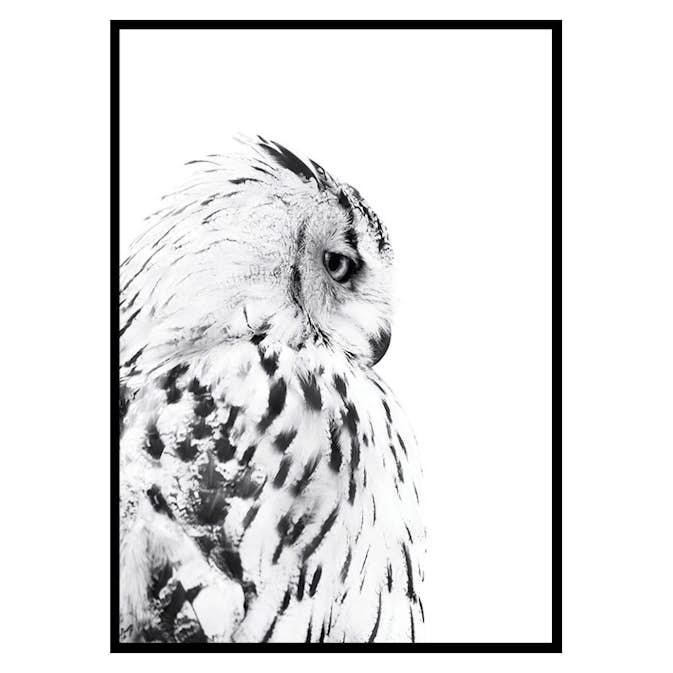 Poster Gallerix Snow Owl