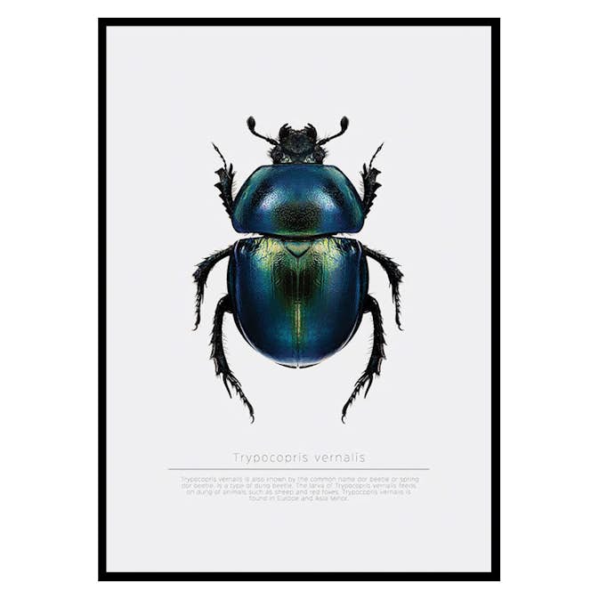 Poster Gallerix Beetle Display