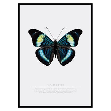 Poster Gallerix Butterfly Display