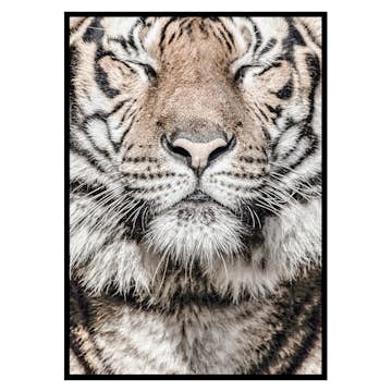 Poster Gallerix Tiger