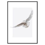 Poster Gallerix White Owl