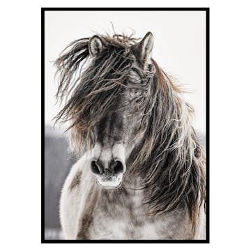 Poster Gallerix Wild Horse