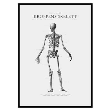 Poster Gallerix Kroppens Skelett