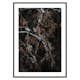 Poster Gallerix Tree Cones Dark