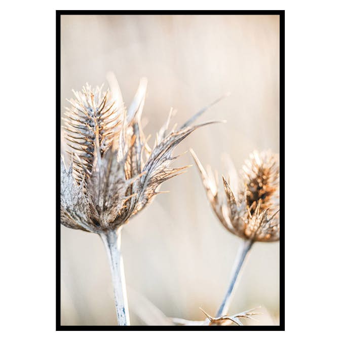 Poster Gallerix Dried Plants No1
