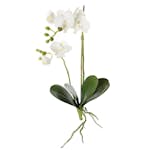 Konstväxt Fröken Fräken Phalaenopsis Vit Kvist 45 cm