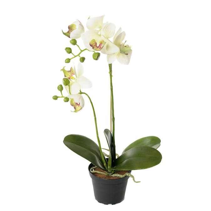 Konstväxt Fröken Fräken Phalaenopsis Kruka