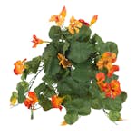 Konstväxt Fröken Fräken Krasse Orange