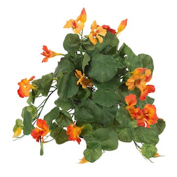 Konstväxt Fröken Fräken Krasse Orange