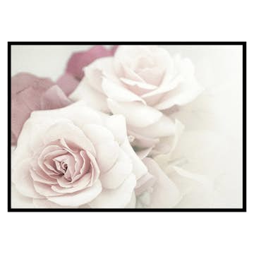 Poster Gallerix Perfect Pair Roses
