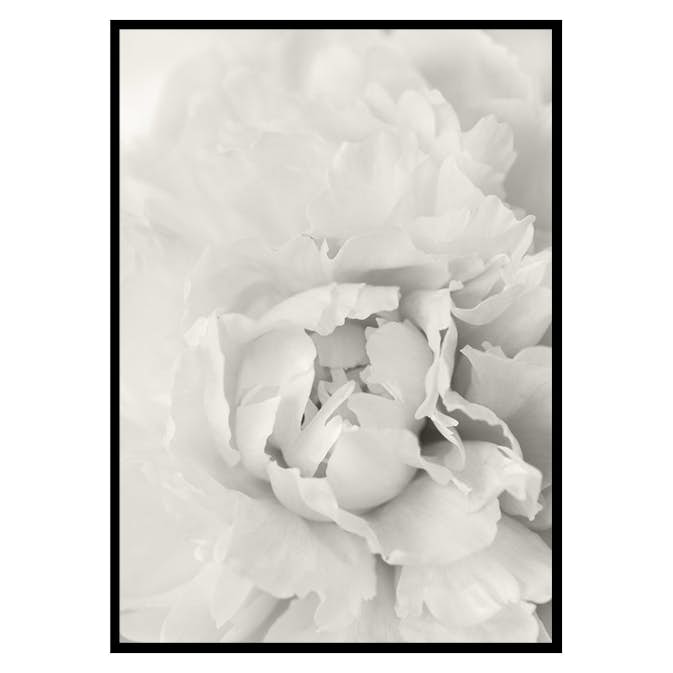 Poster Gallerix White Rose No1