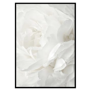 Poster Gallerix White Rose No2