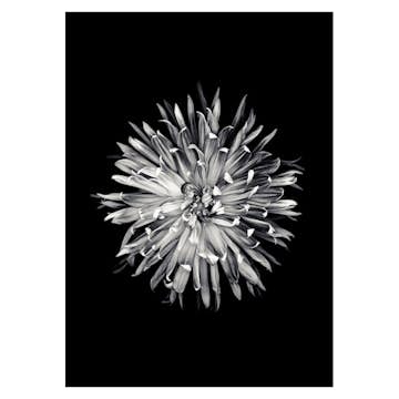 Poster Gallerix Dahlia BW