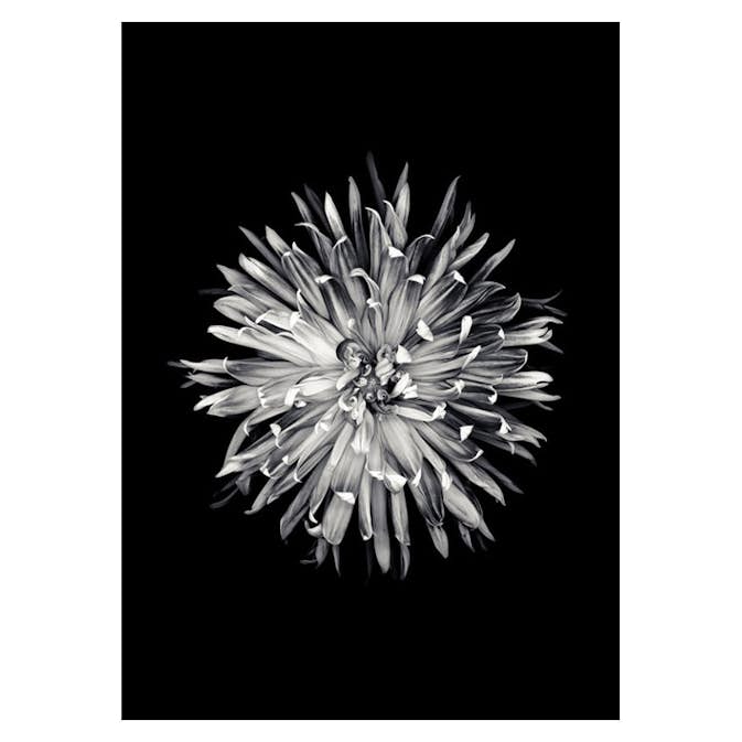Poster Gallerix Dahlia BW