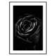 Poster Gallerix Black Rose