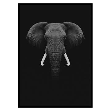 Poster Gallerix Black Elephant