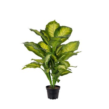 Konstväxt Fröken Fräken Prickblad Grön/Ljusgrön