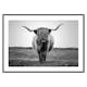 Poster Gallerix Highland Cattle B&W