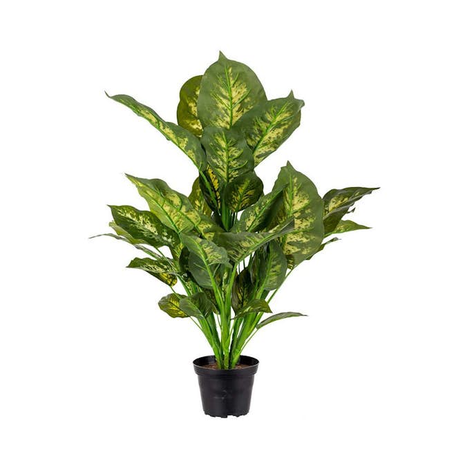 Konstväxt Fröken Fräken Prickblad Grön Kruka