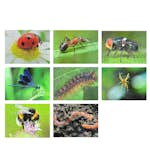 Pussel ABA Skol Insekter 8 Olika