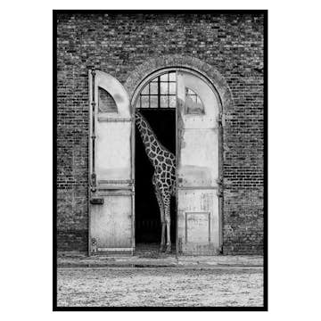 Poster Gallerix Hiding Giraffe 3110