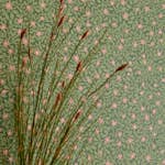 Tapet Eijffinger Posy 316055