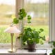 Bordslampa PR Home August