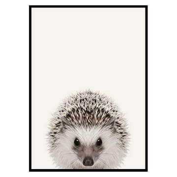 Poster Gallerix Baby Hedgehog