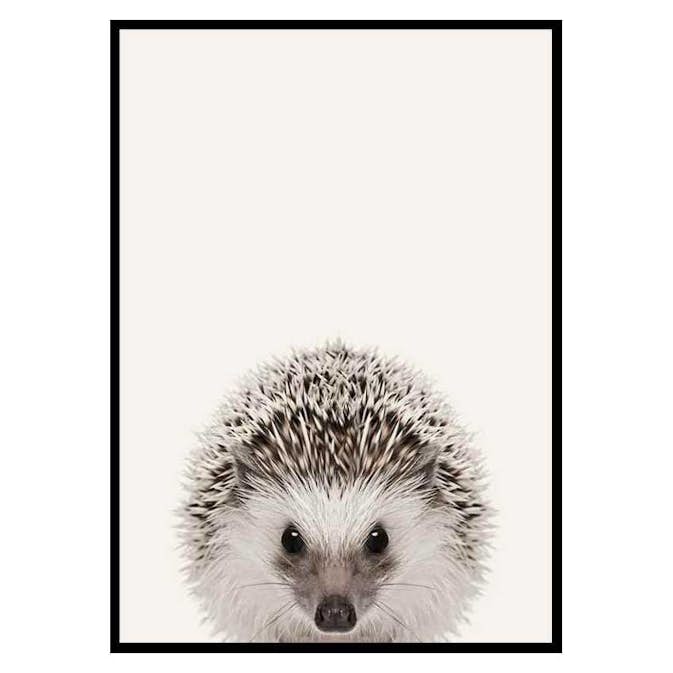 Poster Gallerix Baby Hedgehog