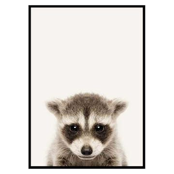 Poster Gallerix Baby Raccoon