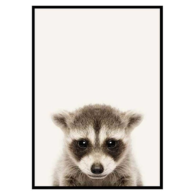 Poster Gallerix Baby Raccoon