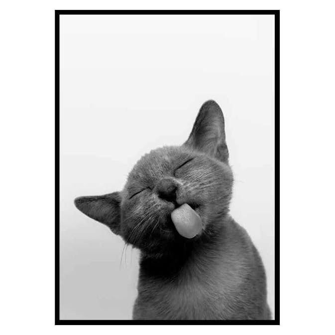 Poster Gallerix Licking Kitten