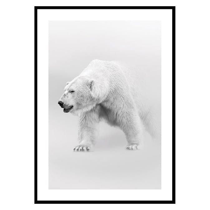 Poster Gallerix Faded Polar Bear