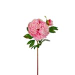 Konstväxt Fröken Fräken Pion