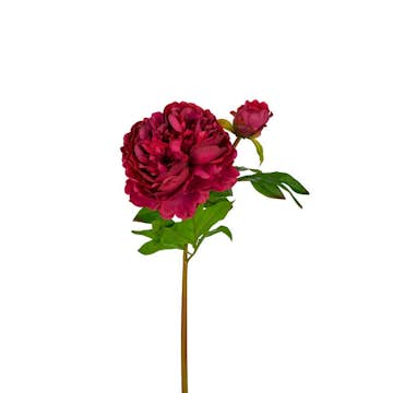 Konstväxt Fröken Fräken Pion