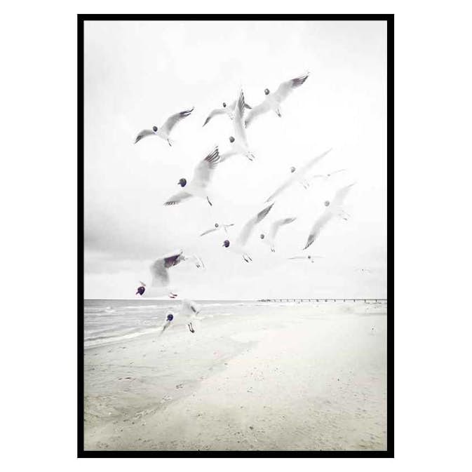 Poster Gallerix Black-Headed Seagulls