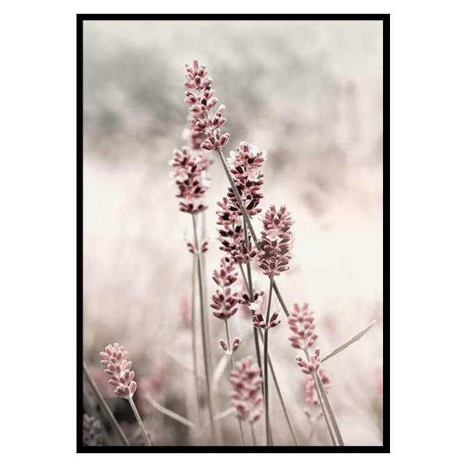 Poster Gallerix Dried Plants No4