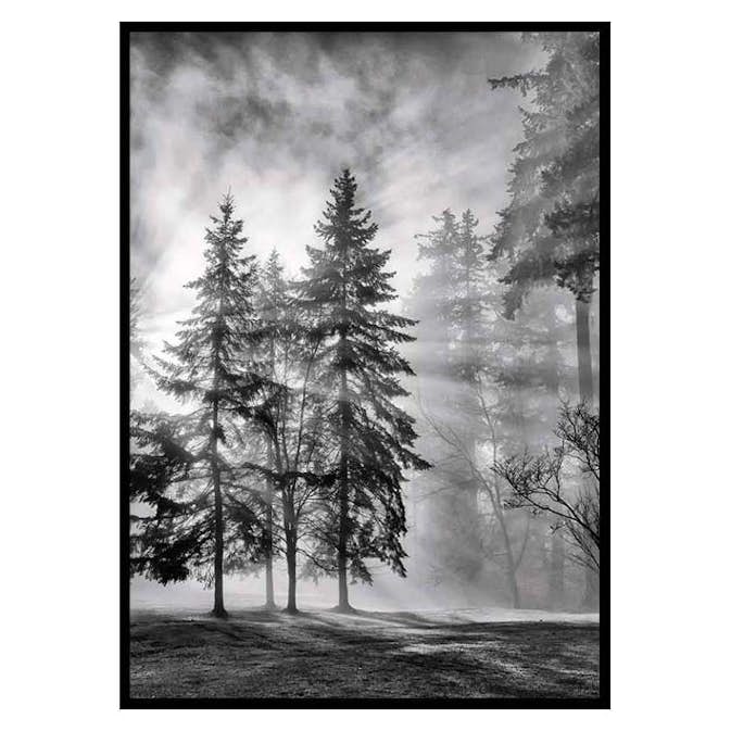 Poster Gallerix Sunrays Through Trees