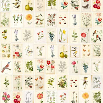 Fototapet Eijffinger PIP 2014 341086